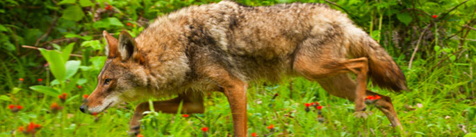 State Bar of Texas Animal Law Section | Promoting the study and understanding of laws, regulations and court decisions dealing with legal issues involving animals. State Bar of Texas Animal Law Section | Promoting the study and understanding of laws, regulations and court decisions dealing with legal issues involving animals.